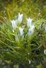 Whitish Gentian