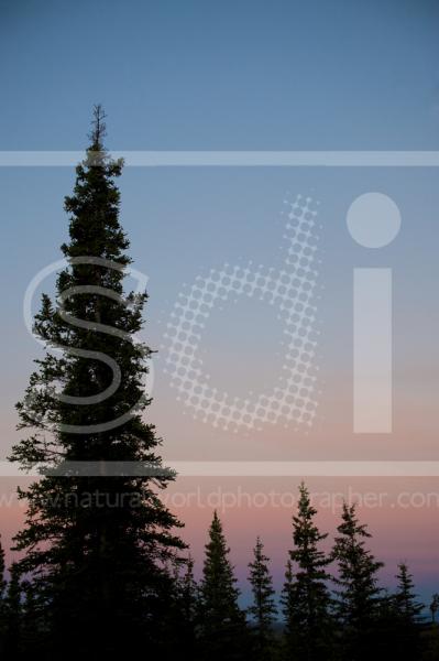 Spruce Forest