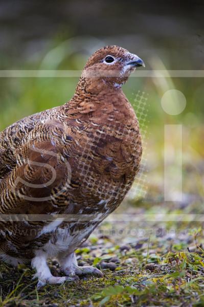 Willow Ptarmigan