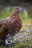 Willow Ptarmigan