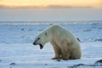 Polar Bear Yawning