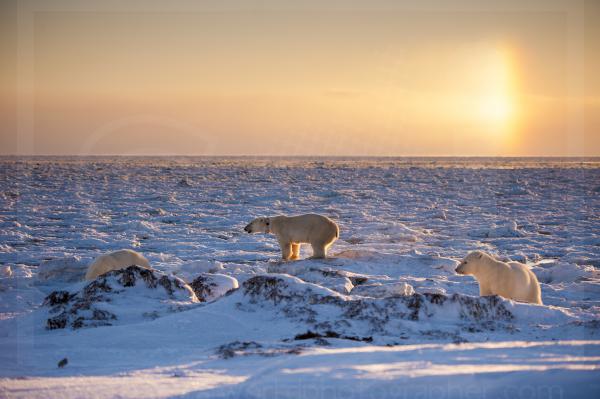 Polar Bear Family, Hudson Bay and Sun Dog