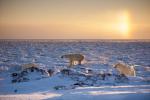 Polar Bear Family, Hudson Bay and Sun Dog