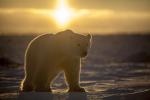 Polar Bear Cub and Rising Sun