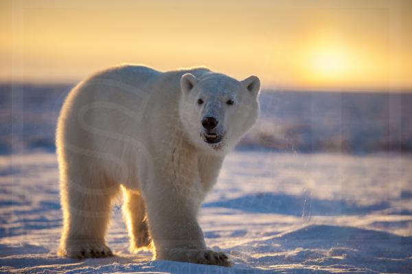 Polar Bear and Sun Dog