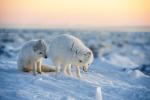 Arctic Fox Siblings