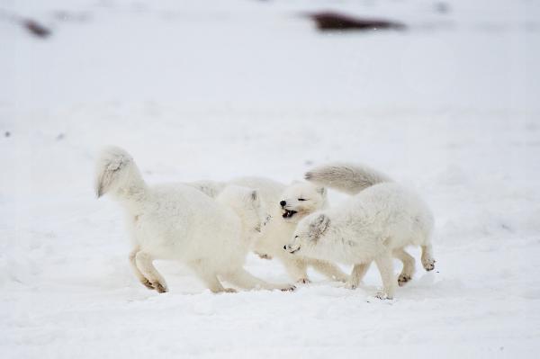 Arctic Foxes Playing