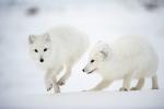 Arctic Fox Companions