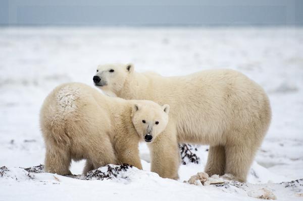 Polar Bear Family Portrait