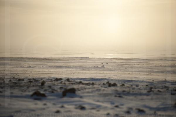 Snow-Blown Tundra