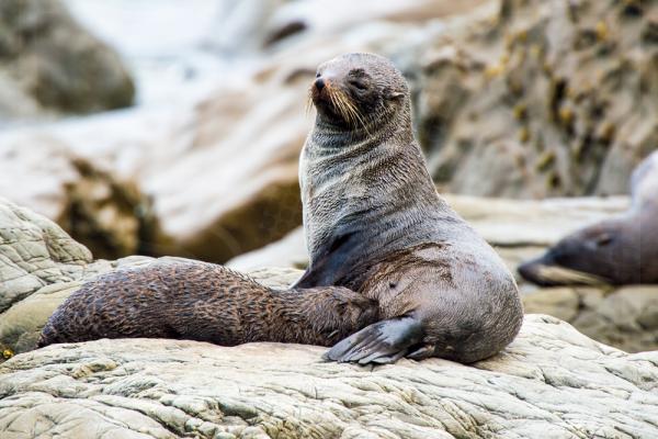 New Zealand Fur Seal