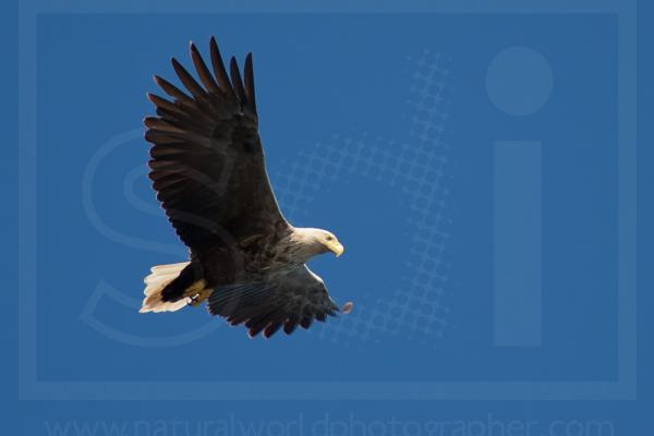 White-Tailed Sea Eagle Soaring