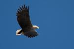 White-Tailed Sea Eagle Soaring