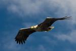 White Tailed Eagle Soaring