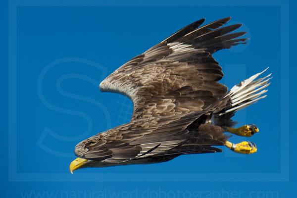 White-Tailed Eagle Swooping