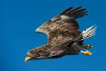 White-Tailed Eagle Swooping
