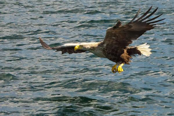 White-Tailed Eagle Hunting