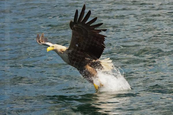 White-Tailed Sea Eagle Snatching Fish