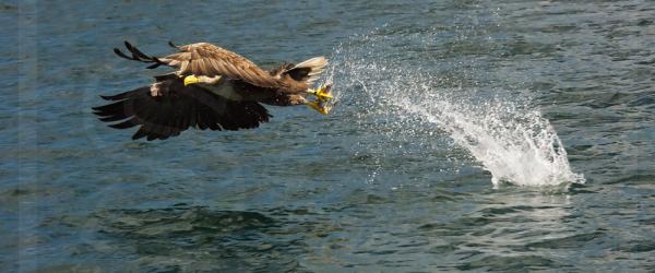 White-Tailed Eagle Snatching Fish