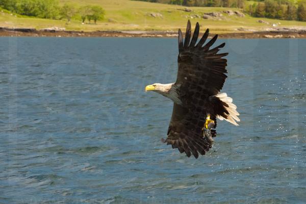 White-Tailed Eagle with Fish