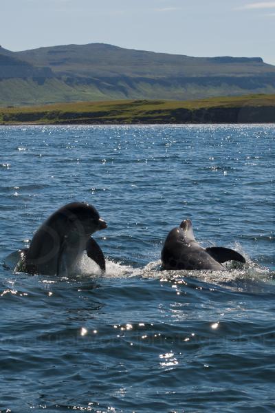 Bottlenose Dolphins