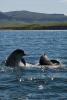 Bottlenose Dolphins